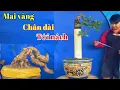 Download Lagu Mai vàng chân dài tới nách | mai vàng miền nam | ngày 6/6/2025