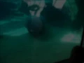 Flux Pavilion - I Can't Stop (Non-Official Music Video) HQ