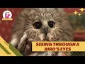 A Bird's Eye View of the World