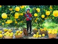 Lagu Tieu Lien Harvests Pomelos To Sell At The Market , Care For The Animals, Waters The Vegetable Garden