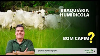 Is Brachiaria Humidicola a good grass?