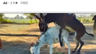 میری پیاری ٹنکی اپنے محبوب کے ساتھ سیکس کرتے ہوئے 