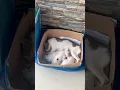 Download Lagu TINGGALKAN KUCING DISAAT HUJAN AISHAKA TAK TAU KALAU PENCULIK MASUK LEWAT JENDELA⁉️😱😱😩😩