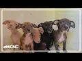 Gaston County animal care shelter at maximum capacity