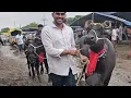 Download Lagu 4 लाख 🙄 की मुर्रा भैंस | buffalo #viralvideo 2025 depalpur pashu mandi #murrhabhains