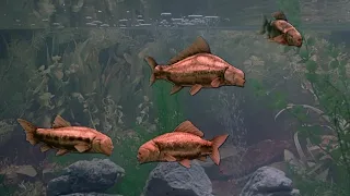 Monty Python Fish Tank