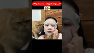 أغرب مواقف للحيوانات هتدهشك ج189 