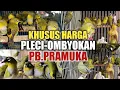 Lagu HARGA BURUNG PLECI?.KHUSUS PLECI OMBYOKAN,PASAR BURUNG PRAMUKA