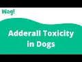 Adderall Toxicity in Dogs Wag