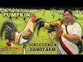 DINI CUENCA GAMEFARM - PUMPKIN