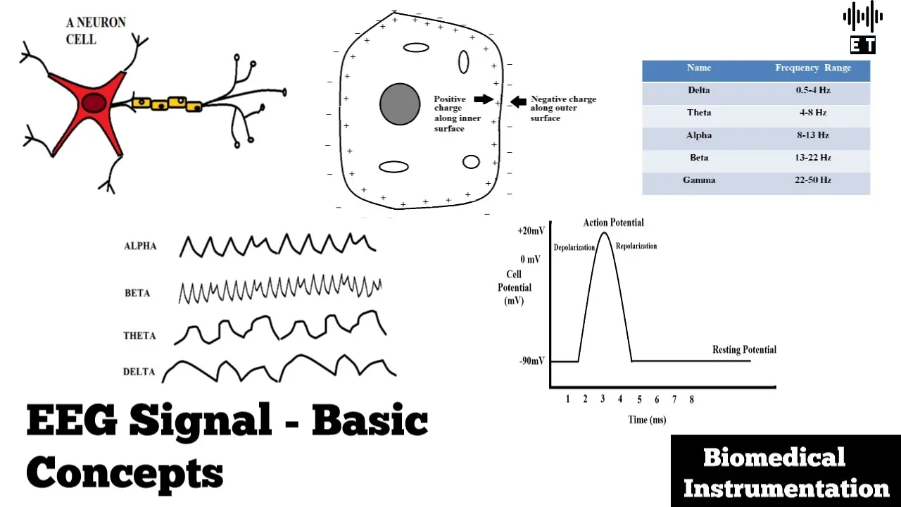 Electroencephalogram (EEG) Signal | Basic Concepts | Biomedical Instrumentation
