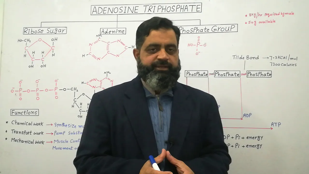 Adenosine triphosphate English medium @prof.masoodfuzail | Structure of ATP | Energy currency
