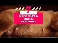 Is Your Dog Expecting 7 Clear Signs of Dog Pregnancy 2023