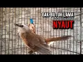 Download Lagu trucukan gacor TARUNG ROPEL PANJANG pancingan trucukan agar bunyi jadikan burung trucuk gacor EMOSI