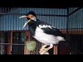 Coba kalian pancing dengan suara jalak suren yang satu ini bakalan ikut bunyi seketika.