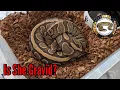 Ball Python Gravid Signs Is She Carrying Eggs