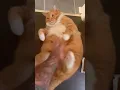 Download Lagu Fat Cats Funny Videos on Tiktok