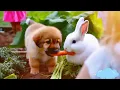 Download Lagu Relaxing music
