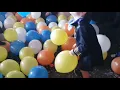 Download Lagu Ballonnenfestival in 't Roer Om op carnavalsdinsdag 2019