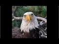 INTRODUCING KD1 THE SUB ADULT EAGLE VISITING BIG BEAR JACKIE SHADOW S NEST WHAT WE KNOW 8 13 26