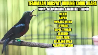 kolibri ninja juara nasional ampuh buat pancingan konin agar ikut nembak isian tonjolan mewah