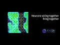 Wiring together Firing together - Neural co-culture cell assay on the Maestro multiwell MEA system