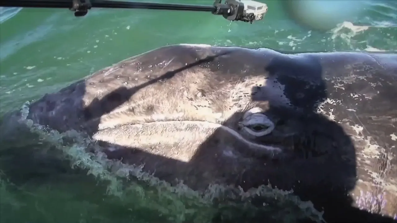 US military’s sonar exercises still threatening sea mammals