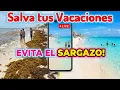 Don t CANCEL WATCH THIS - How to check for sargassum live today Guide to avoiding sargas