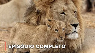 Leão, elefante africano, leopardo, búfalo e rinoceronte | Ícones da Vida Silvestre 102