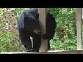 Bear Ruby How to Handle a Letdown