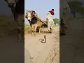 Download Lagu kasan ne sanp ko dekh kar bel redhi se chhalang laga di