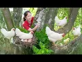 Lagu Harvesting Pheasant Chickens To Sell At The Market - Buy Ducks To Raise | Hanna Daily Life