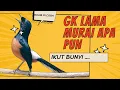 Lagu pancingan murai batu gacor AMPUH BUAT PANCINGAN MURAI BATU IKUT BUNYI III nrektek nembak