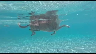 SHARKS circle divers Episode 40 (Sailing Catalpa)