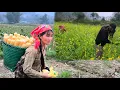 Lagu A single mother, harvesting corn to grind for animal feed, sees a stranger appear in the field.