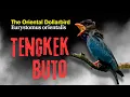 Download Lagu Dahsyat ‼️ MASTERAN TENGKEK BUTO KASAR SPEED RAPAT  SUARA JERNIH GACOR