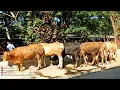 Download Lagu Harga Sapi Qurban 2025 Pilihan Untuk DKM !! Pasar Sapi Ambarketawang Jogja !!