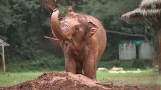 Rescued Elephant Malai Thong Finds Joy In A Mud Puddle - ElephantNews