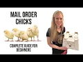 BEGINNER S GUIDE to Ordering Chicks Online Receiving in Mail - My Experience with Mail Order Chicks