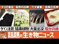 Lagu 【超厳選】2025年に話題になった12の生き物ニュース