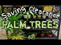 Saving Clearance Palm Tree Plants-Palm Tree Winter Care