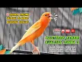 Download Lagu Masteran Kenari GACOR Durasi Panjang‼️ COCOK untuk Pancingan Kenari PAUD dan Kenari MACET BUNYI #63