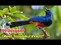 Download Lagu Pancingan Murai Batu Agar Gacor Setiap Waktu dengan Teknik Masteran