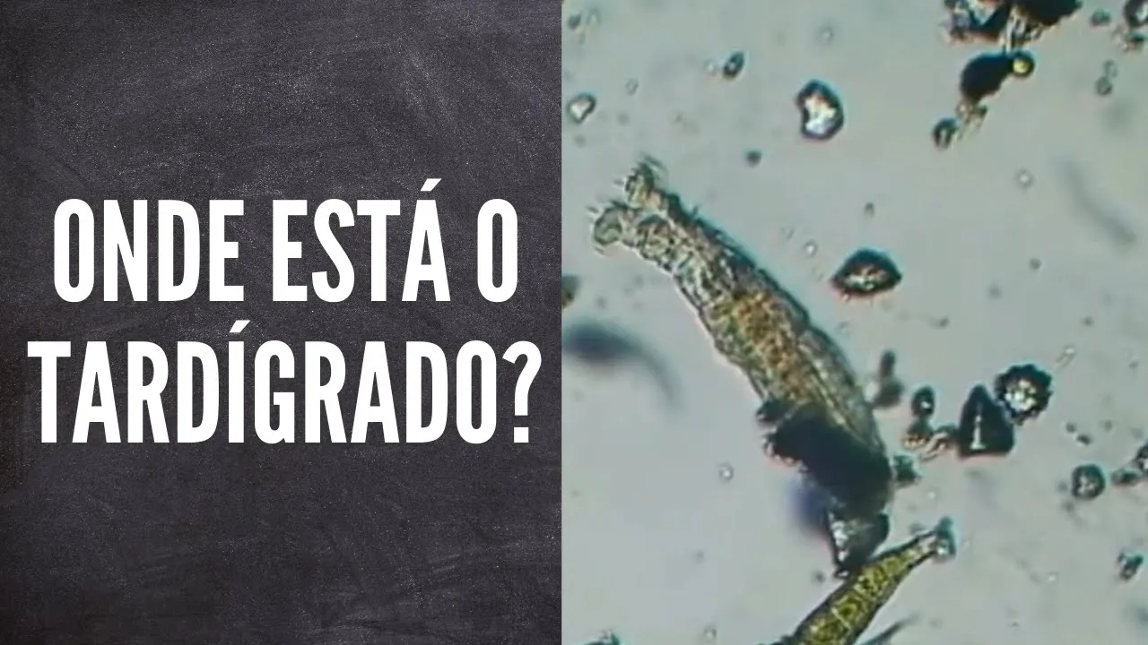 ????Caçada ao Tardígrado - 10 HORAS no Microscópio????|  Rotíferos |  Amebas |  Vermes |  Paramecium | #21