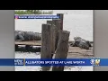 Alligators Spotted At Lake Worth
