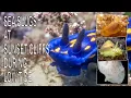 Looking for Sea Slugs Nudibranchs in San Diego Tide Pooling