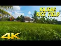 Download Lagu 4K INDONESIA | KAJENG RICE FIELD in  UBUD - Walkabout