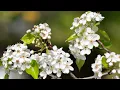 Tree pollen peaks as allergy season intensifies across Mass New England