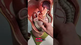 Anatomy Of The Gallbladder And Bile Ducts And How Gallstones Occur Dr Abdul Hakim Hamdan 