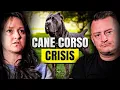 Handling Powerful Dog Breeds Real-Life Cane Corso Rescue Stories